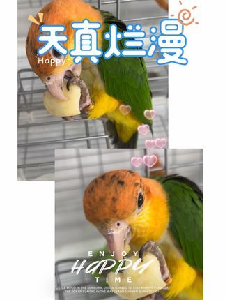 啊涛宠物经营部:多久开始走正步呀#鹦鹉鹦鹉萌萌哒逗鹦鹉 #鹦鹉 #神奇动物在抖音