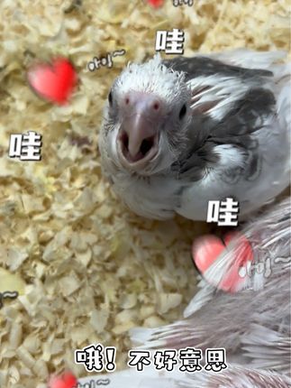 啊涛宠物经营部:伪龙出的嘎嘎能吃#鹦鹉鹦鹉萌萌哒逗鹦鹉 #神奇动物在抖音 #鹦鹉 #手养鸟