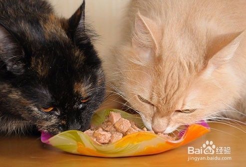 猫咪绝育后如何护理