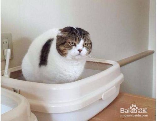 猫咪绝育后如何护理