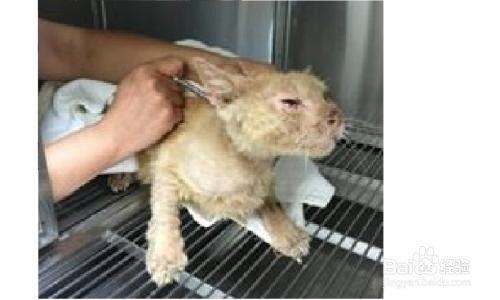 猫咪绝育手术后怎么护理?