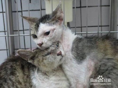 猫咪绝育手术后怎么护理?