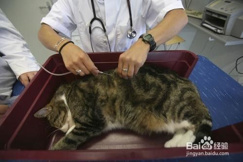 猫咪绝育手术后怎么护理?