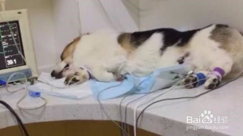 猫咪绝育手术后怎么护理?