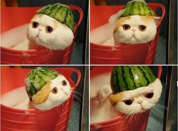 猫能吃香瓜吗,猫咪喜欢吃香瓜正常吗