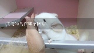 买宠物鸟在哪个网站