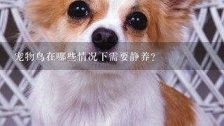 宠物鸟在哪些情况下需要静养？