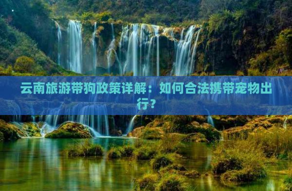 云南旅游带狗政策详解：如何合法携带宠物出行？
