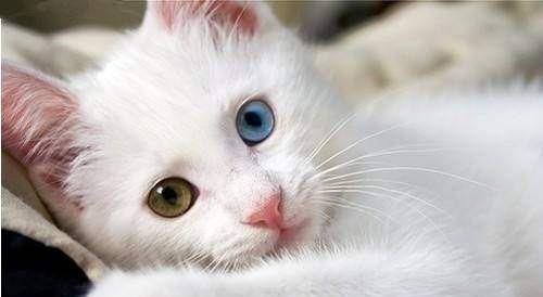 如何训练猫咪用猫砂大小便？