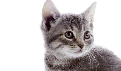 如何训练猫咪用猫砂大小便？