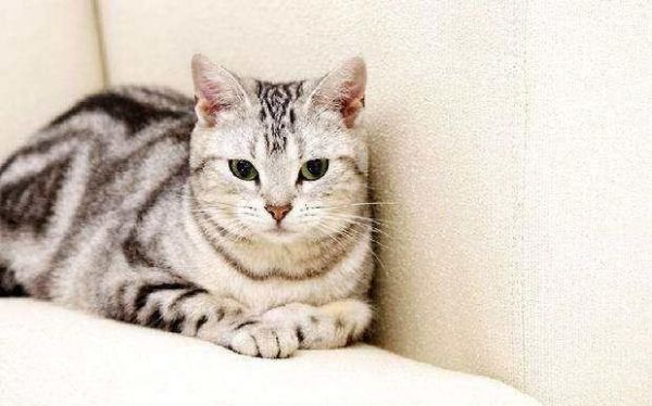 如何训练猫咪用猫砂大小便？