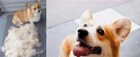 养柯基犬,有这7个“痛苦之处”,准备承受了吗?