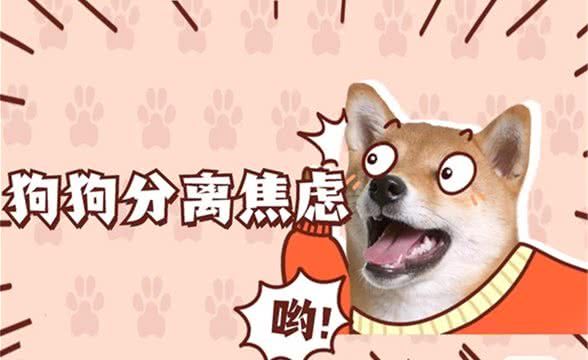 狗狗的分离焦虑症