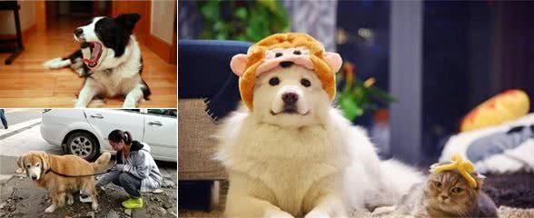 养狗狗的准备你真的做好了吗?如果这5点做不到,请别轻易养狗