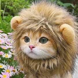 网红宠物猫咪狗狮子假发头套兔子耳朵搞怪头饰万圣节装扮变身帽子