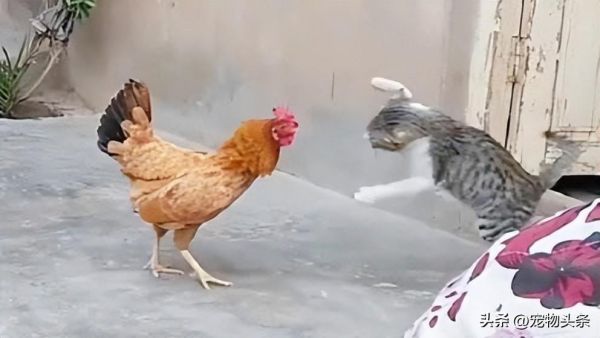 猫吃鸡吗,如何防止猫吃小鸡