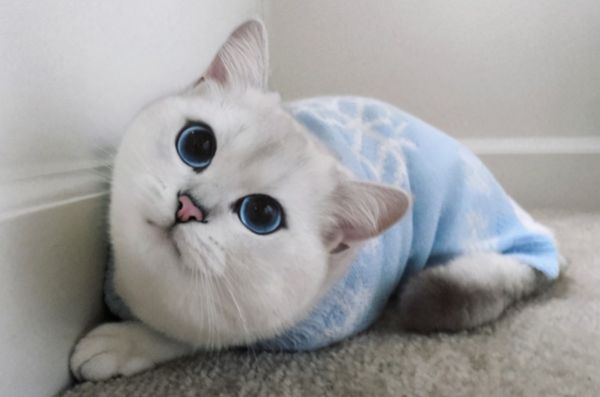 猫鼻子上有黑色结痂-第1张图片-宠查查