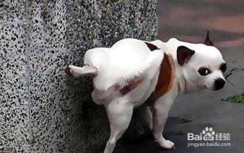 怎样训练狗狗拉尿