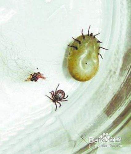 如何预防蜱虫叮咬狗狗