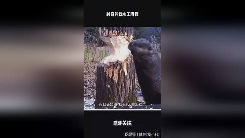 神奇的伐木工河狸