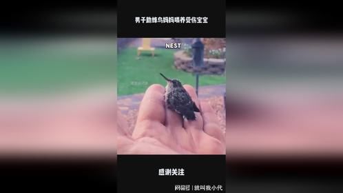 男子助蜂鸟妈妈喂养受伤宝宝
