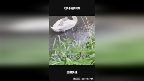 天鹅幸福的时刻