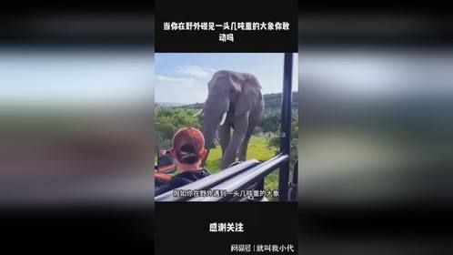 当你在野外碰见一头几吨重的大象你敢动吗