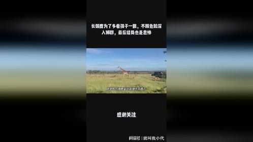 长颈鹿为了多看孩子一眼，不顾危险深入狮群，最后结局也是悲惨