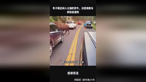 男子驱赶闯入公路的野牛，没想到黑车却险些遭殃