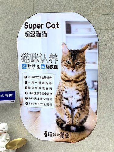 重庆这个宠物领养是认真的吗