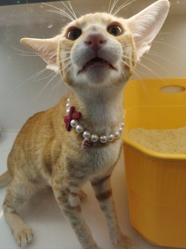 我是猫中大美女欸，快带可爱的我回家吧