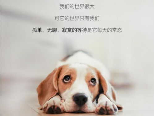 智能宠物机器人:AI时代的宠物经济风口?