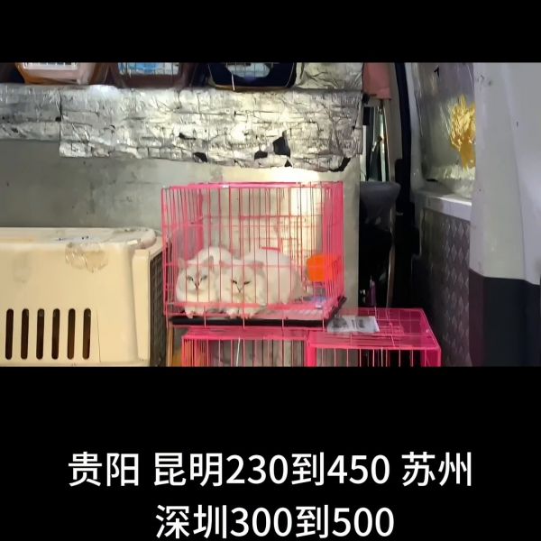 国内宠物托运价格参考表,宠物托运收费标准