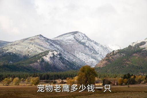 宠物老鹰多少钱一只