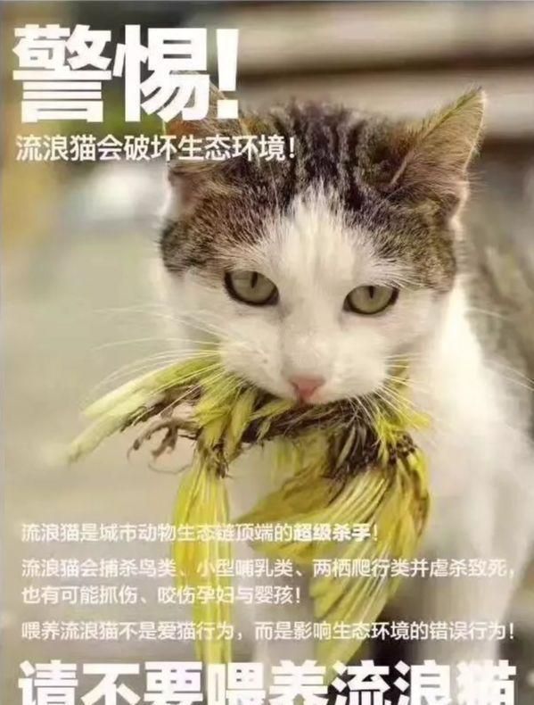 “流浪动物救助站”爱心善举的背后，无数的生命正在安详走向死亡