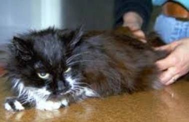 怎么判断自己对猫过敏