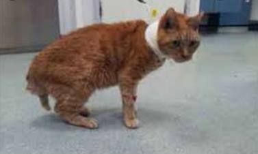 怎么判断自己对猫过敏