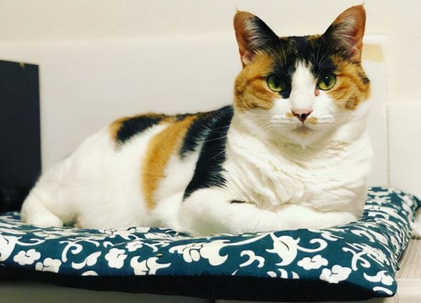 为什么“三花猫”那么多人养?离不开这5大理由