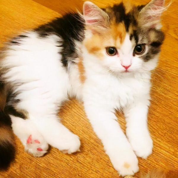为什么“三花猫”那么多人养?离不开这5大理由