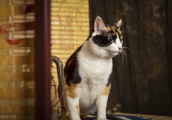 为什么“三花猫”那么多人养?离不开这5大理由