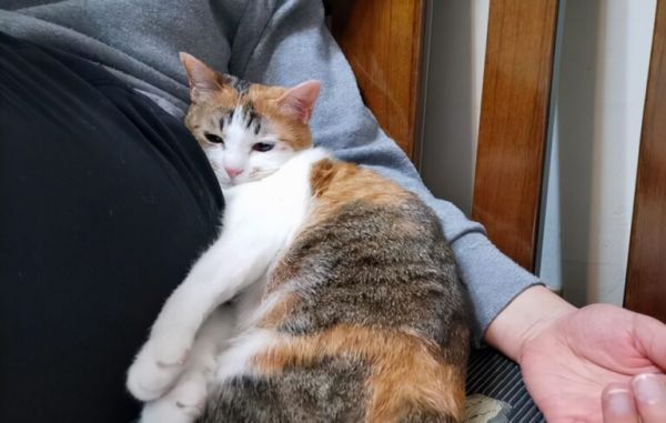 为什么“三花猫”那么多人养?离不开这5大理由