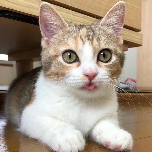 为什么“三花猫”那么多人养?离不开这5大理由