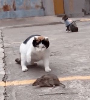 为什么“三花猫”那么多人养?离不开这5大理由