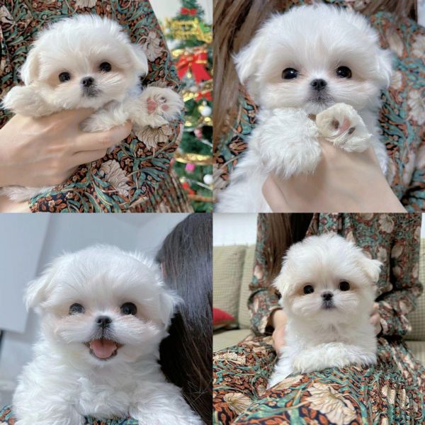 马尔济斯幼犬3500起。#我要上热门 自家繁育基地繁育的 全国空运客运 弟弟妹妹都有 做过基础训练 会定点上厕所 喜欢的快来带回新家吧#狗狗 #萌宠 #萌到爆炸了 #马尔济斯