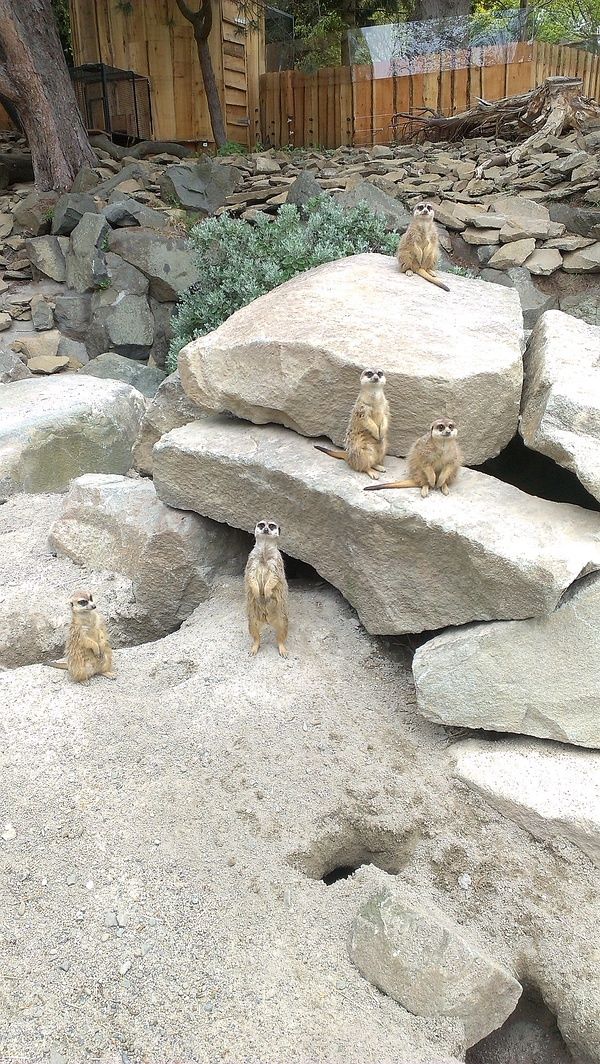 猫鼬。。吧