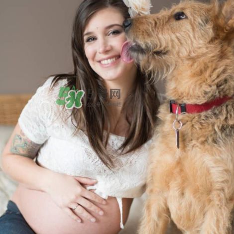 宠物对孕妇的危害 宠物对孕妇的影响