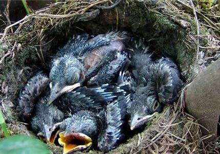 鹩哥死前症状