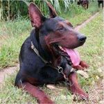 批发纯种莱州红犬幼犬活体苏联红犬巨型大型护卫犬幼崽虎头莱州红