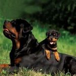 罗威纳幼犬活物 防暴犬虎头罗威纳幼犬 纯种德系罗威纳猛犬护卫犬