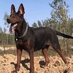 纯种莱州红犬幼犬苏联红犬巨型大型护卫幼崽虎头莱州红犬活体出售